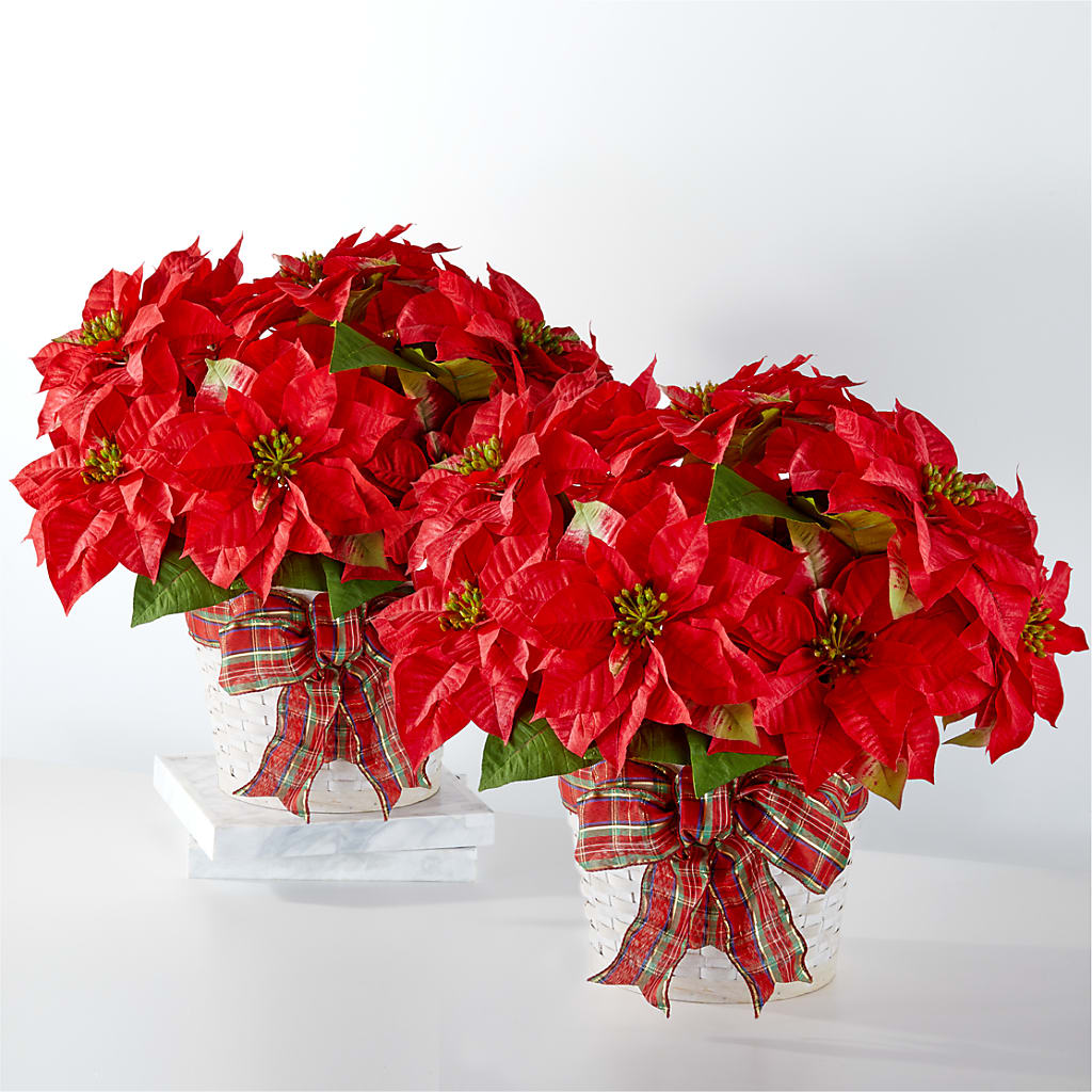 Happiest Holidays Poinsettia Bundle – Longview Flower Shop, Longview TX