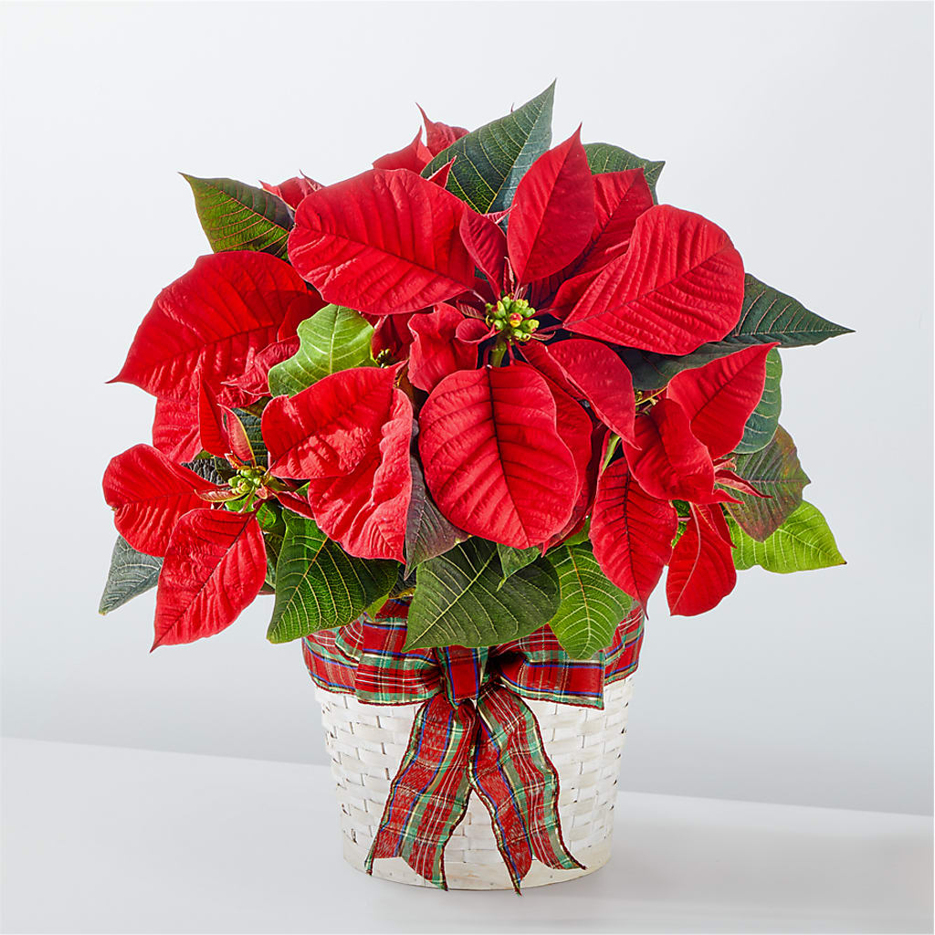Happiest Holidays Poinsettia – Longview Flower Shop, Longview TX
