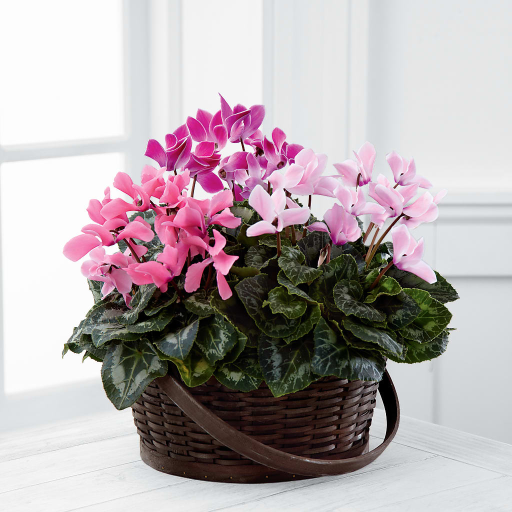Mixed Cyclamen Planter – Longview Flower Shop, Longview TX