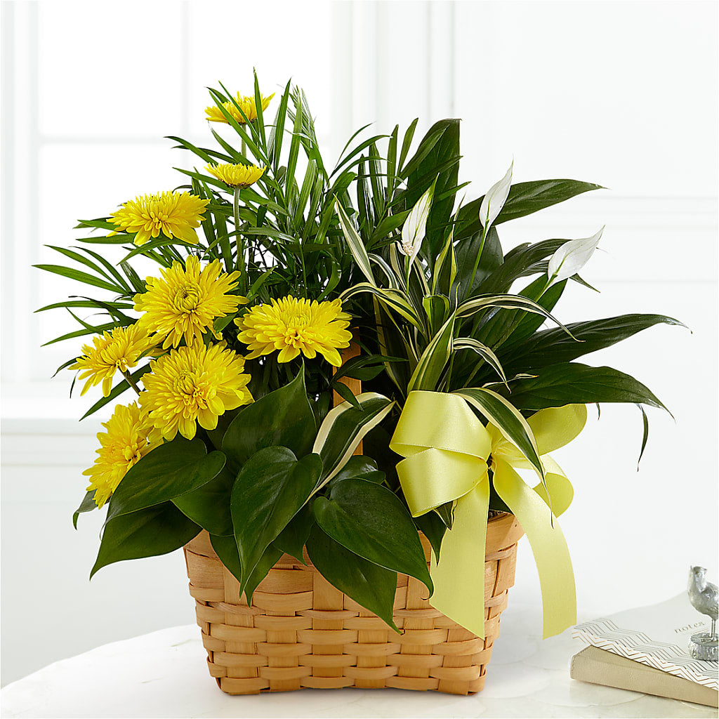 Loving Light Dishgarden – Longview Flower Shop, Longview TX