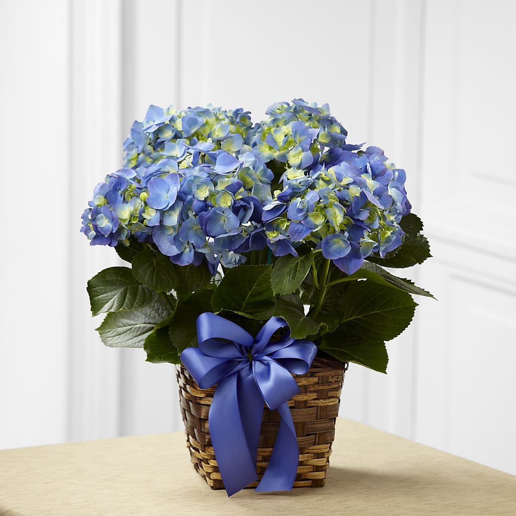 Blue Hydrangea Planter – Longview Flower Shop, Longview TX