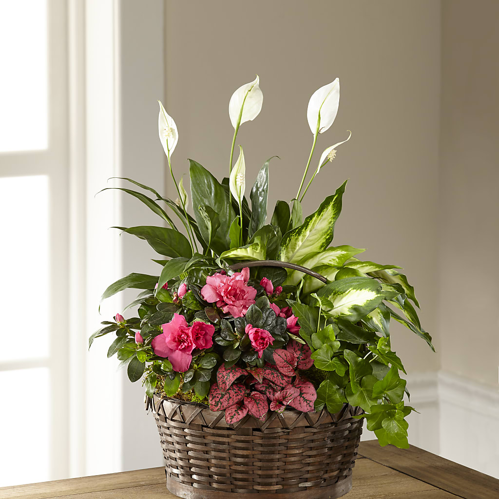 Dream in Pink Dishgarden – Longview Flower Shop, Longview TX