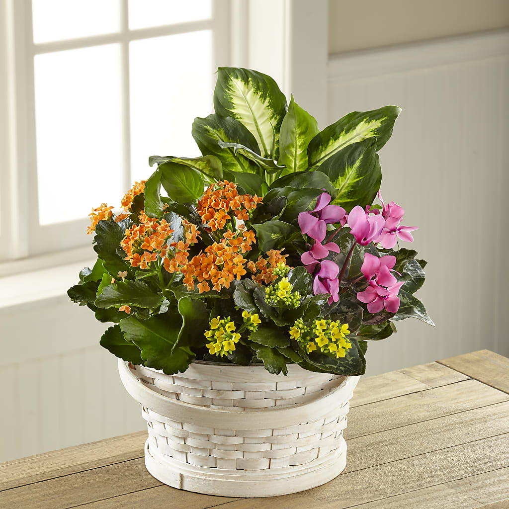Color Crush Dishgarden – Longview Flower Shop, Longview TX