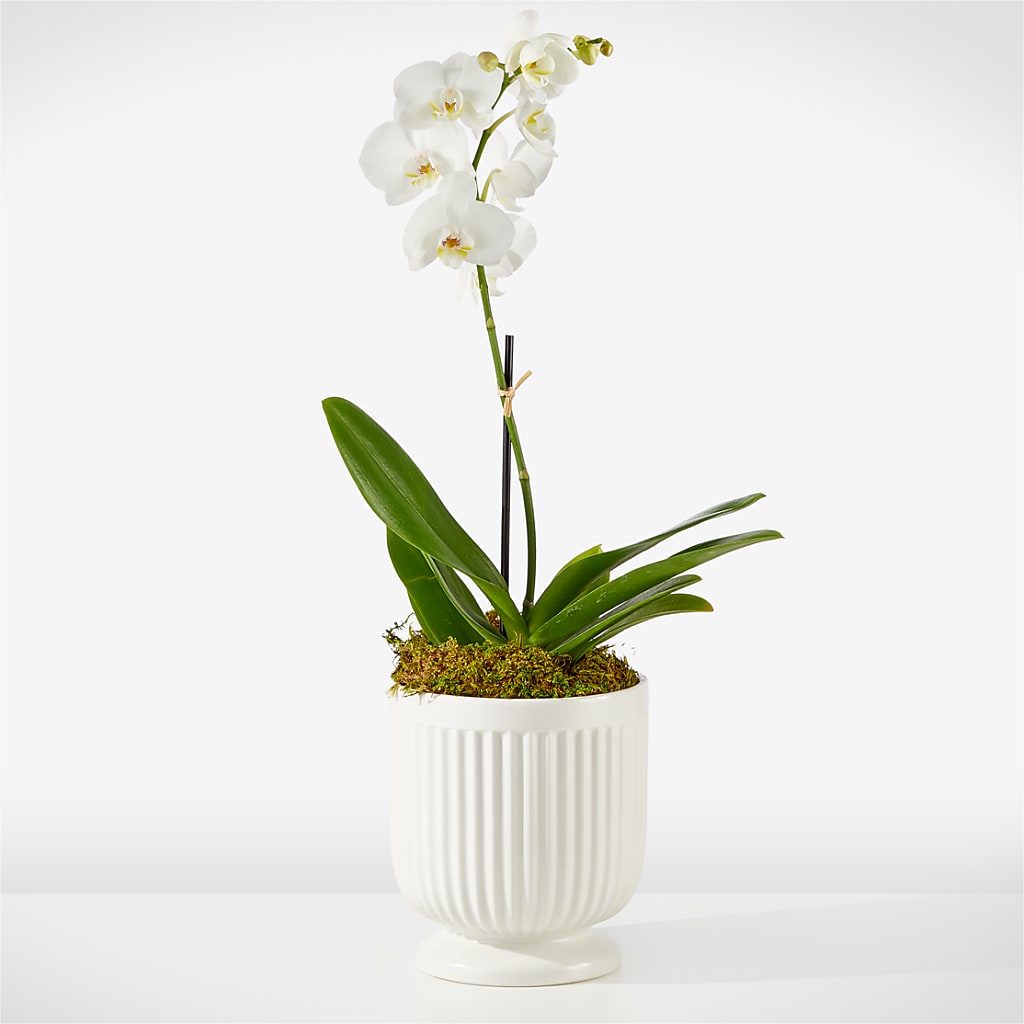 Whispering White Orchid – Longview Flower Shop, Longview TX