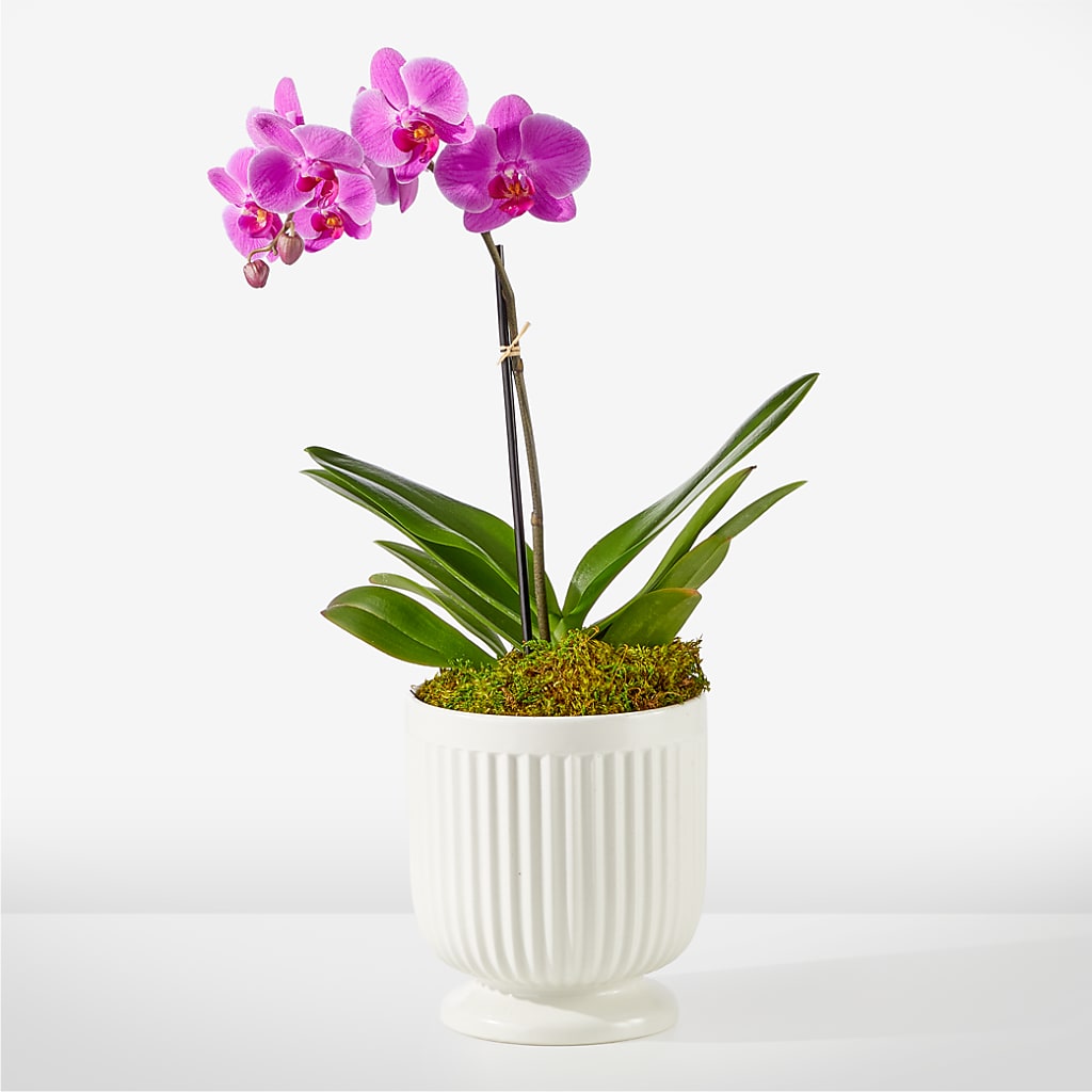 Friendly Fuchsia Orchid – Longview Flower Shop, Longview TX