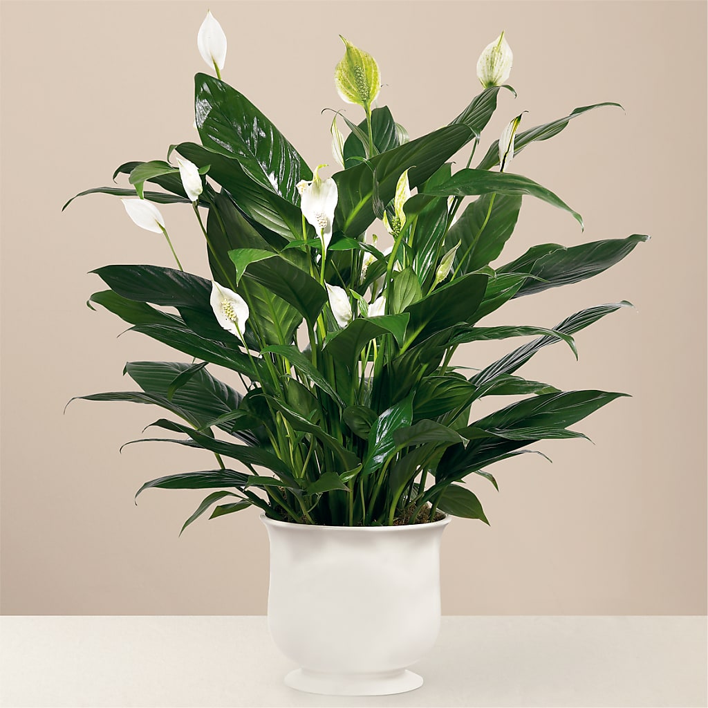 Comfort Planter – Longview Flower Shop, Longview TX