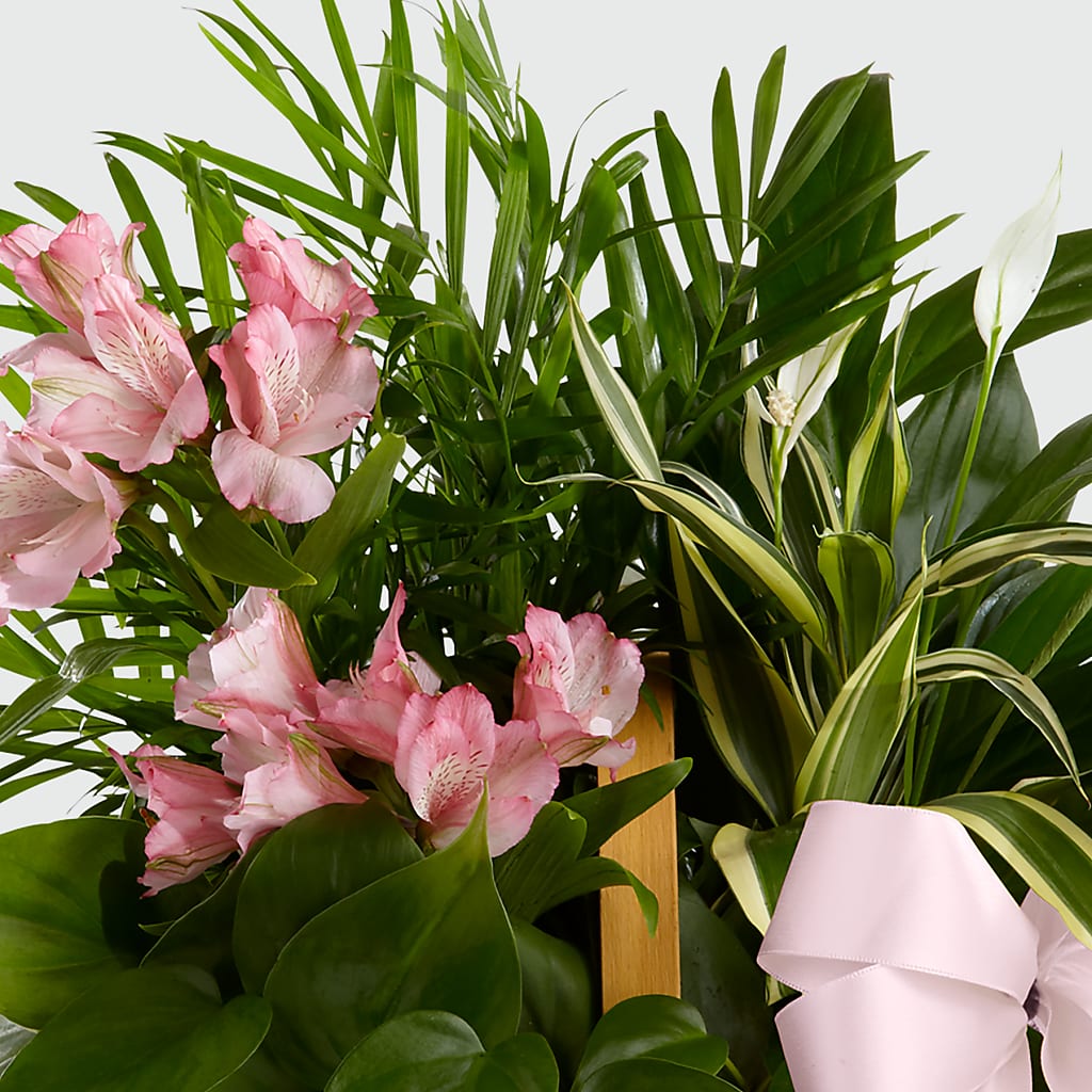 Living Spirit Dishgarden – Longview Flower Shop, Longview TX