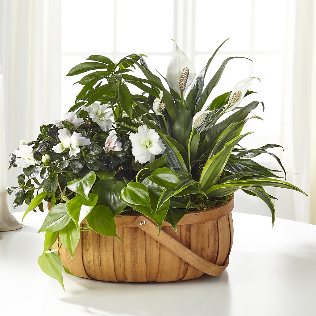Serene Dishgarden – Longview Flower Shop, Longview TX