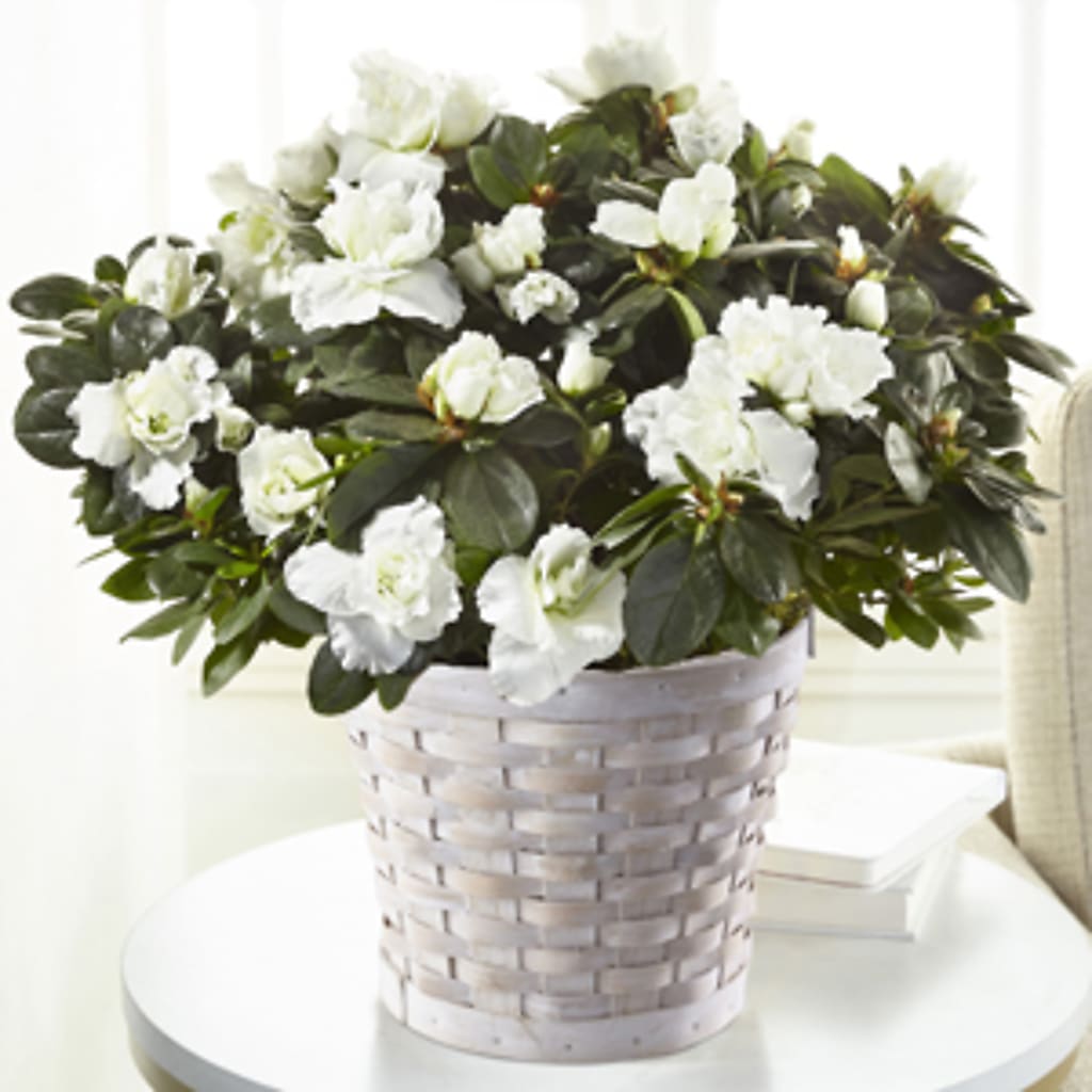 White Azalea Plant – Longview Flower Shop, Longview TX