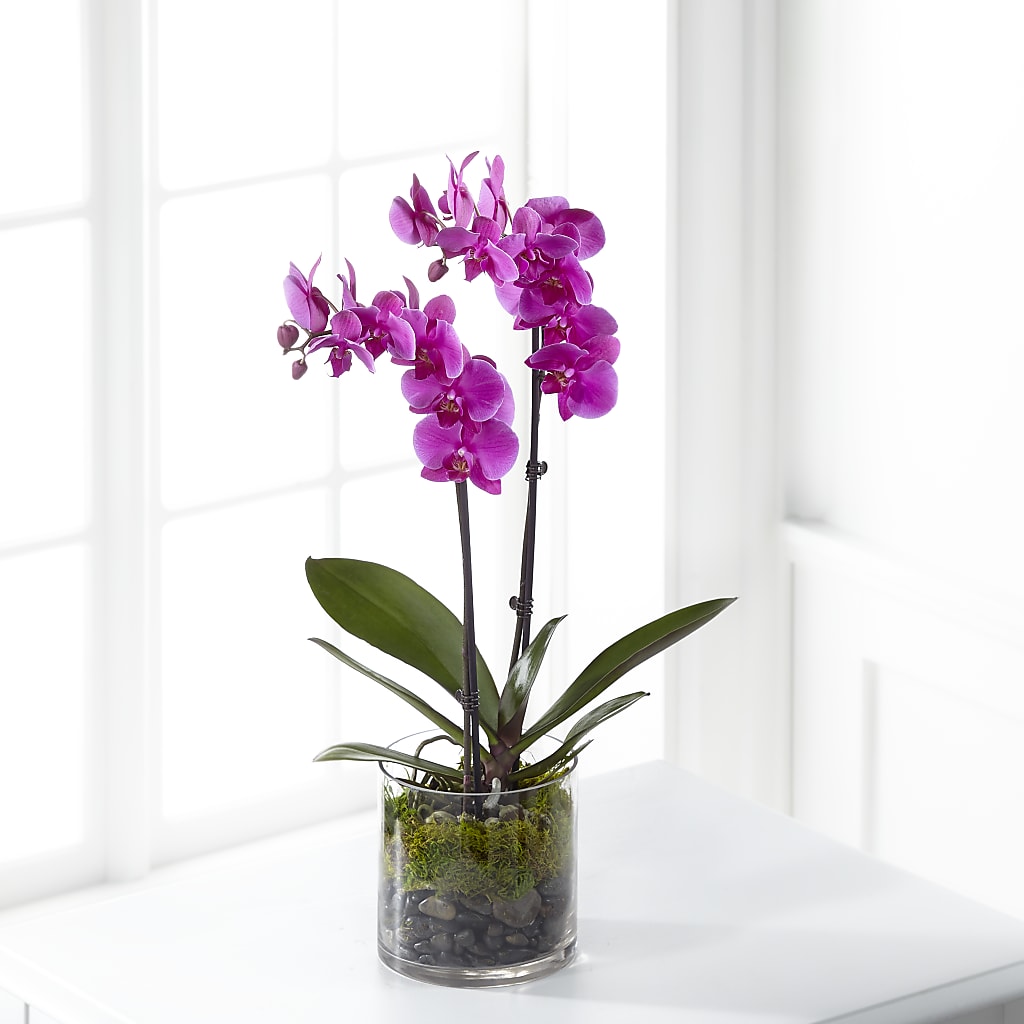 Pink Orchid Plant – Longview Flower Shop, Longview TX