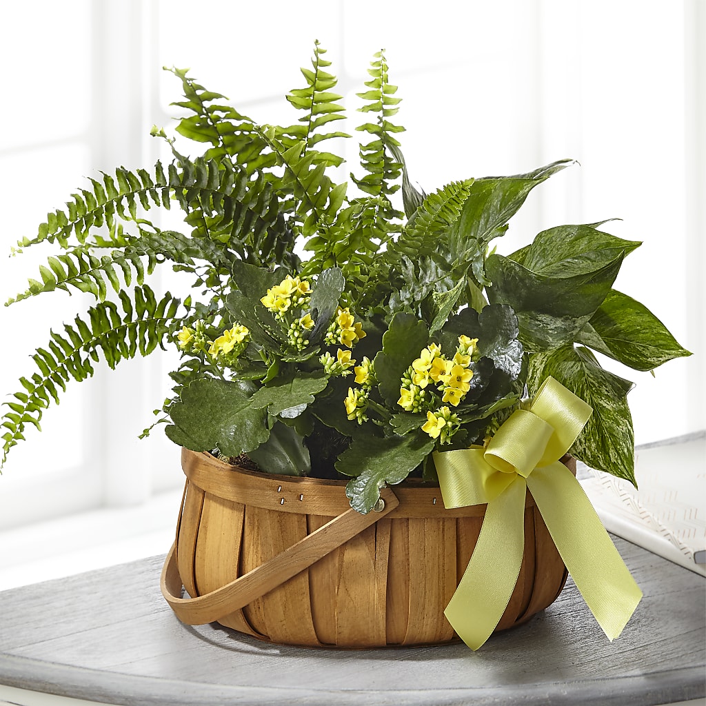 Always Dear Dishgarden – Longview Flower Shop, Longview TX
