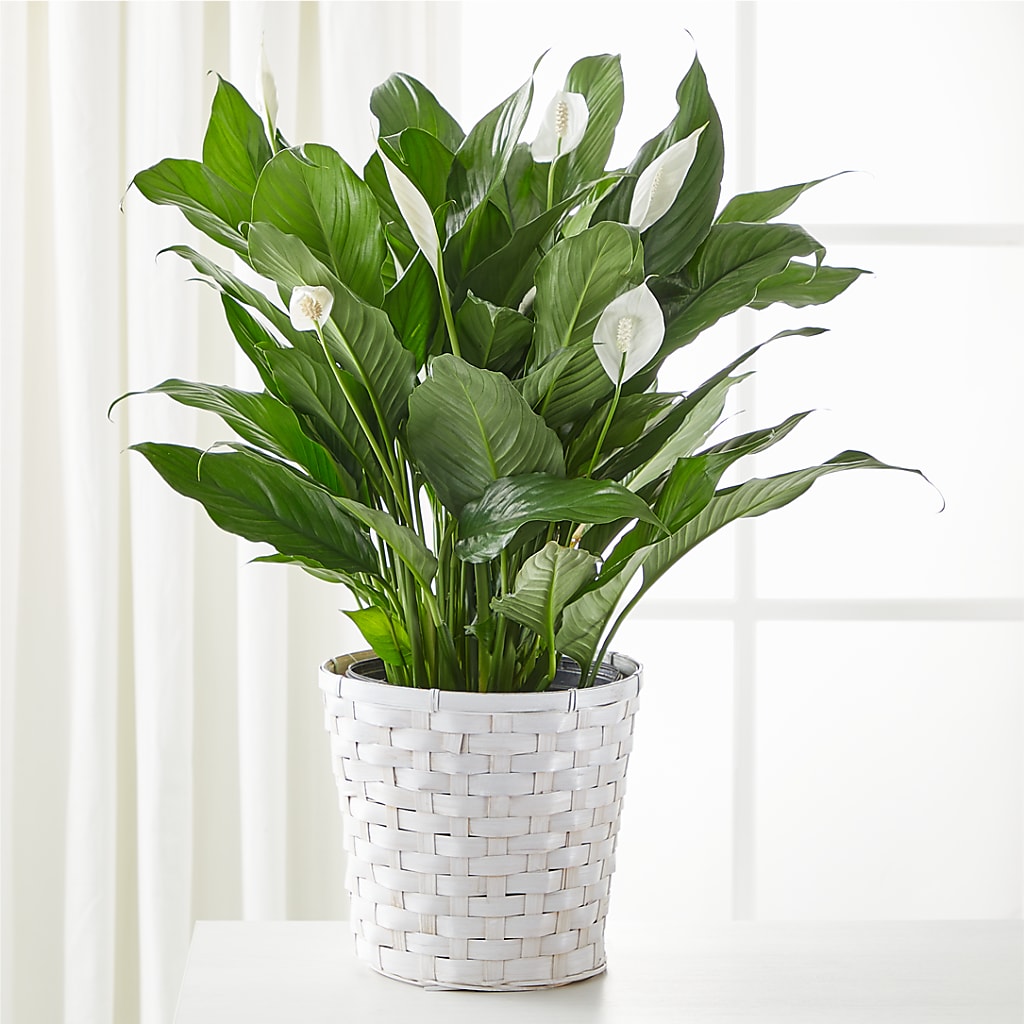 A New Leaf Peace Lily – Longview Flower Shop, Longview TX