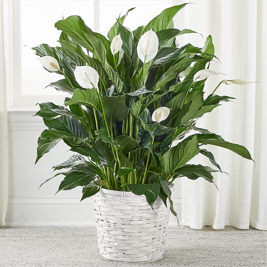 A New Leaf Peace Lily – Longview Flower Shop, Longview TX