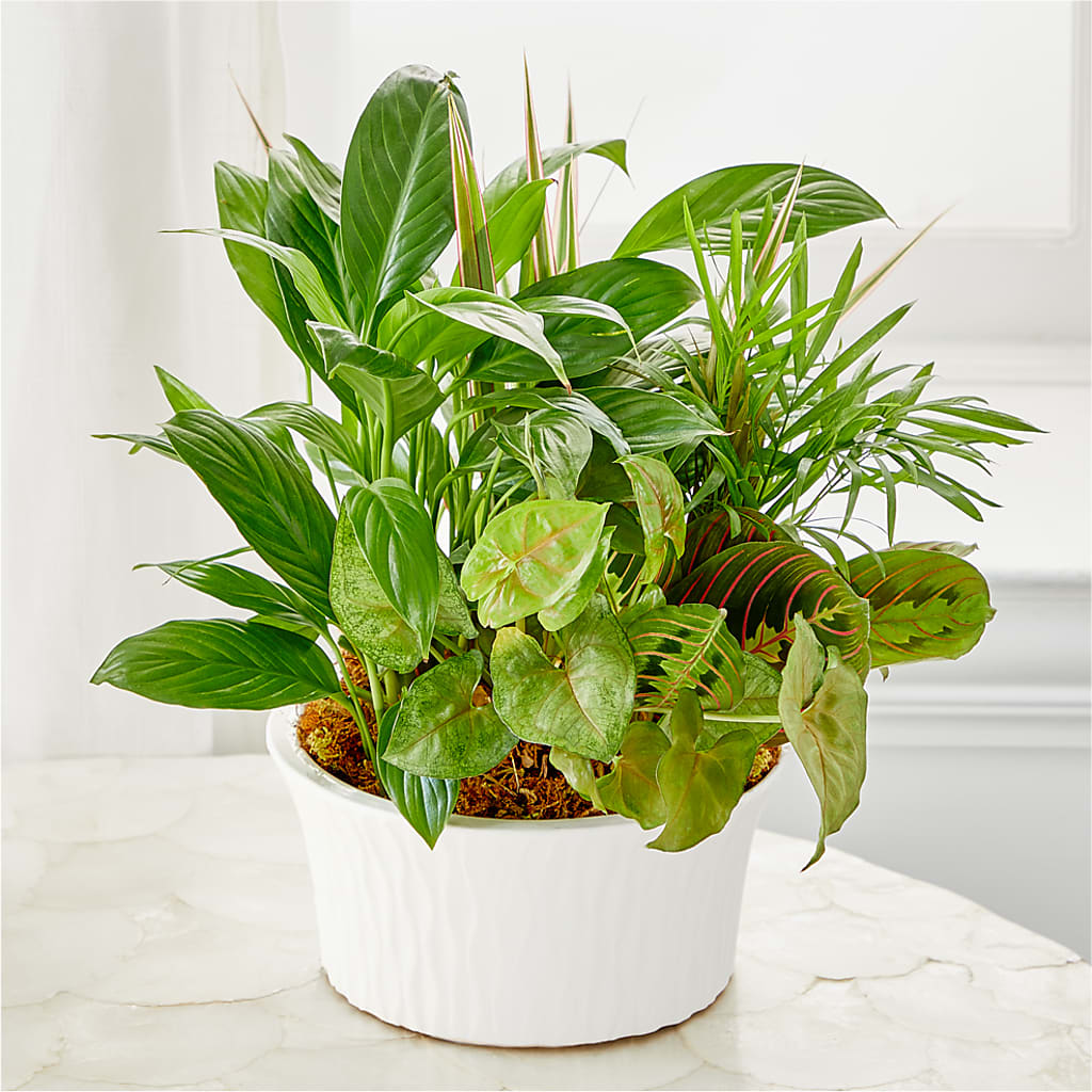 Balance & Harmony Dishgarden – Longview Flower Shop, Longview TX