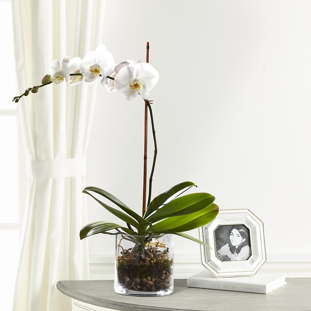 White Orchid Planter – Longview Flower Shop, Longview TX