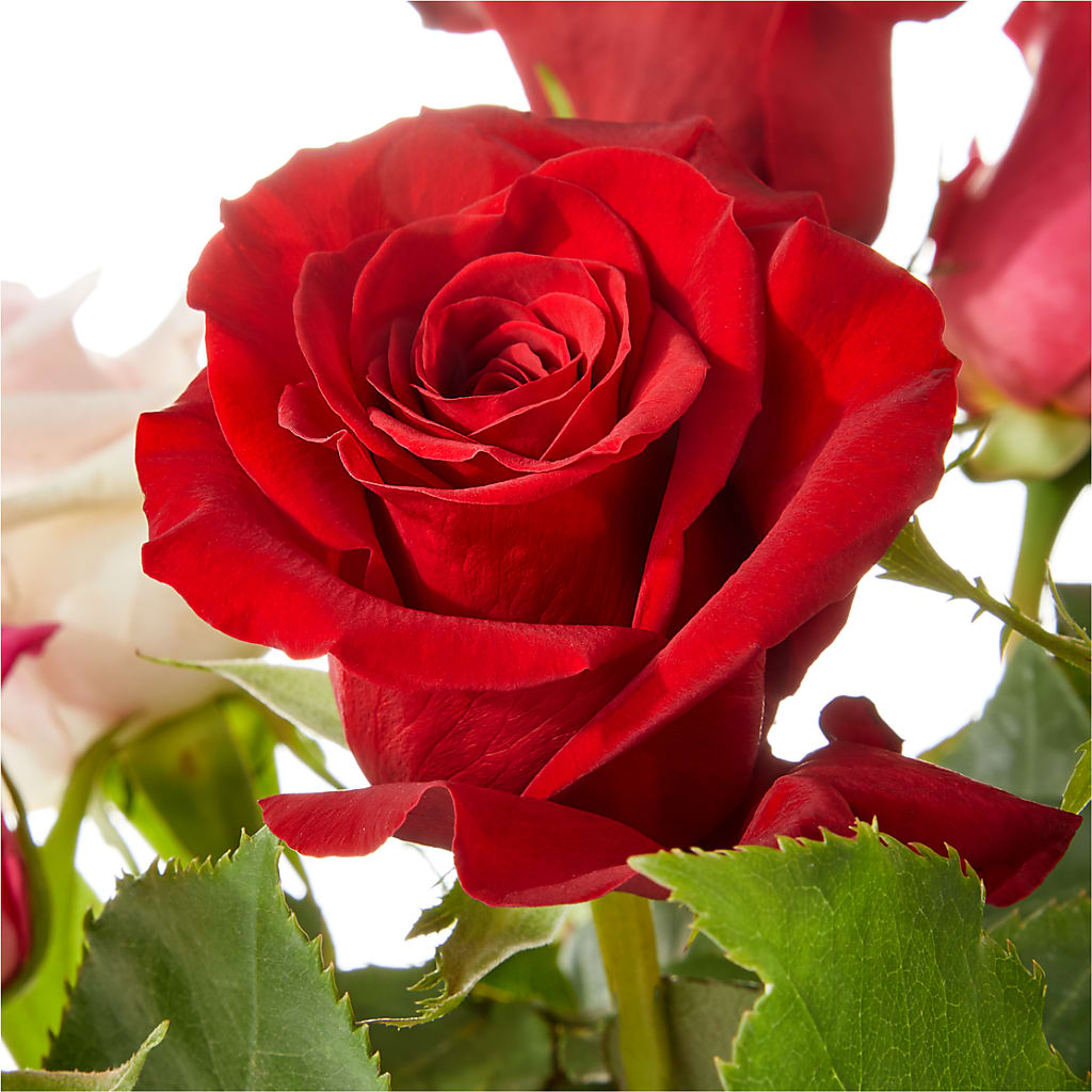 Love Notes Rose Bouquet – Longview Flower Shop, Longview TX