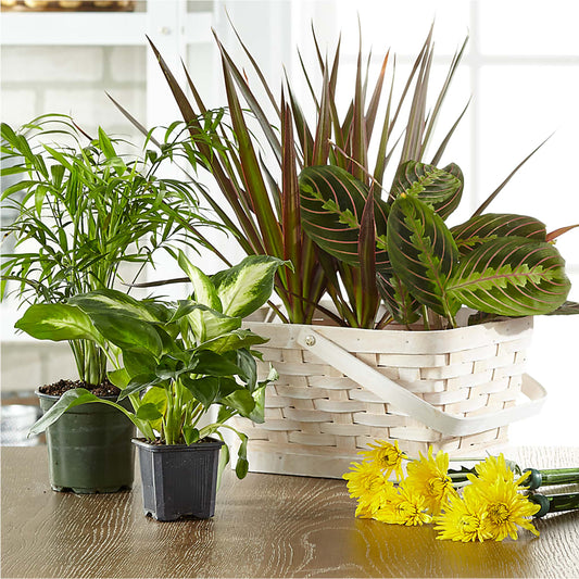 Florist Designed Blooming and Green Plants in a Basket –  Longview Flower Shop, Longview TX
