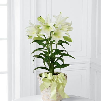 Easter Lily Plant –  Longview Flower Shop, Longview TX