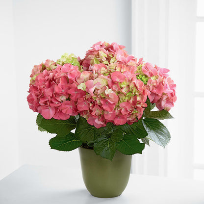 Pink Hydrangea Planter –  Longview Flower Shop, Longview TX