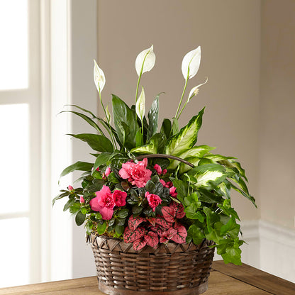 Dream in Pink Dishgarden –  Longview Flower Shop, Longview TX