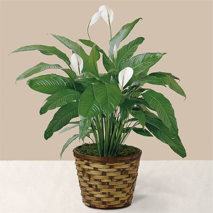Tranquil Moments Peace Lily Plant –  Longview Flower Shop, Longview TX