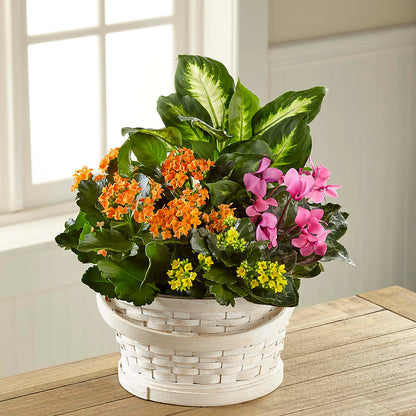 Color Crush Dishgarden –  Longview Flower Shop, Longview TX