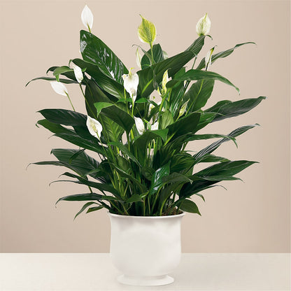 Comfort Planter –  Longview Flower Shop, Longview TX