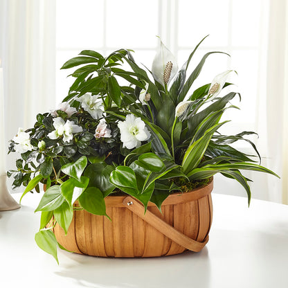 Serene Dishgarden –  Longview Flower Shop, Longview TX