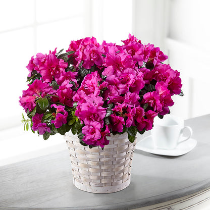 Hope & Serenity Azalea Plant –  Longview Flower Shop, Longview TX