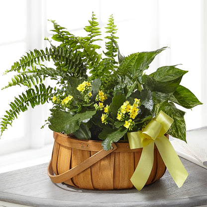 Always Dear Dishgarden –  Longview Flower Shop, Longview TX