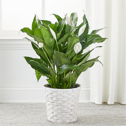 A New Leaf Peace Lily –  Longview Flower Shop, Longview TX