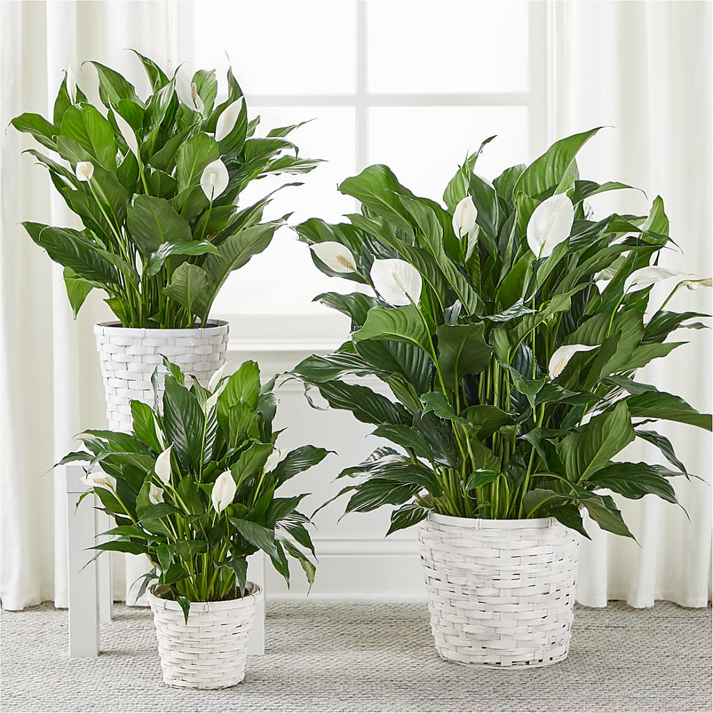 A New Leaf Peace Lily –  Longview Flower Shop, Longview TX