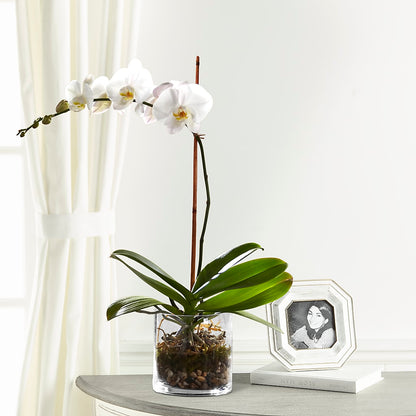 White Orchid Planter –  Longview Flower Shop, Longview TX