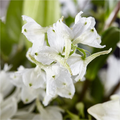 Classic Ivory – A Florist Original –  Longview Flower Shop, Longview TX